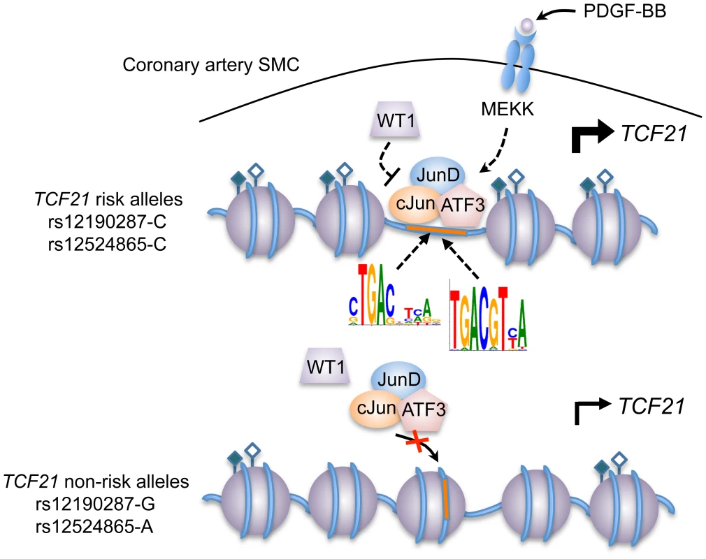 Predicted model of AP-1 dependent regulation of <i>TCF21</i> at rs12190287 and rs12524865.