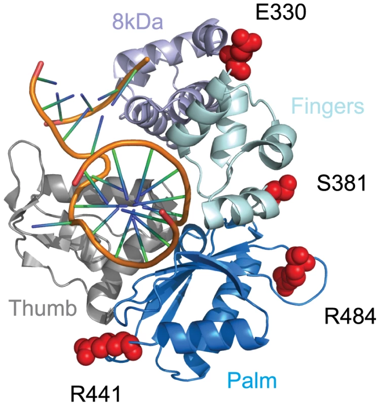 Residues under positive selection in Polλ fall on the protein surface.