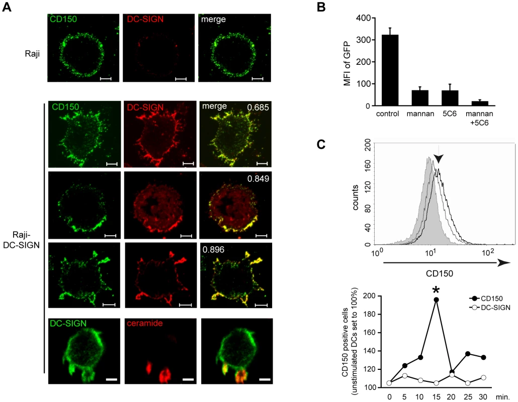 DC-SIGN ligation promotes surface redistribution of endogenous CD150.