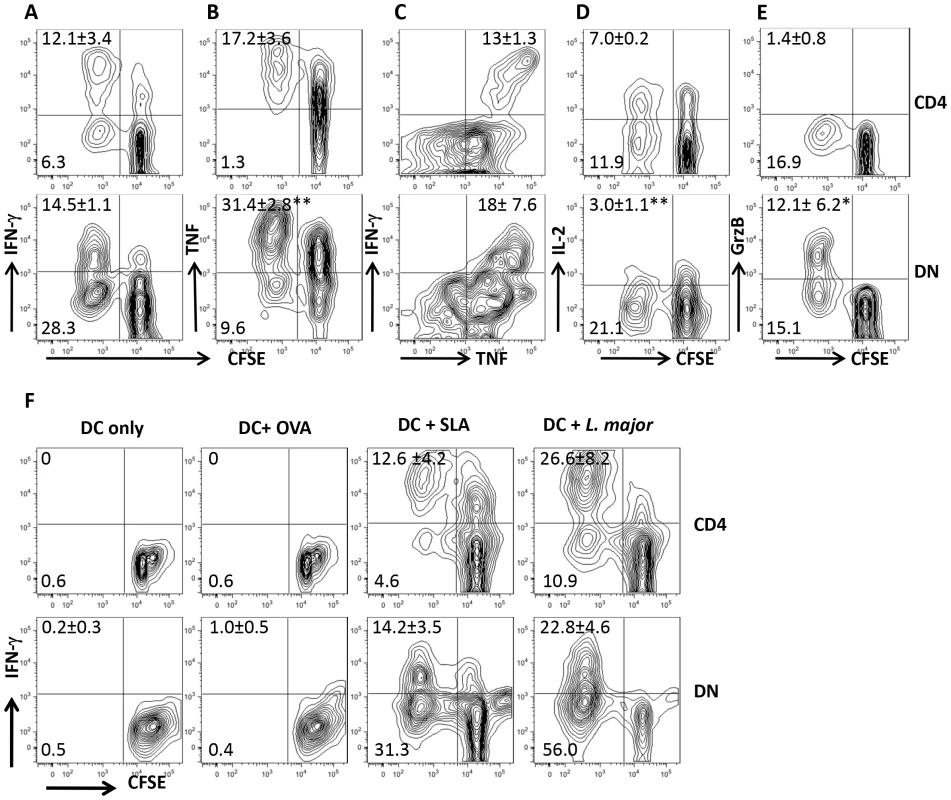 DN T cells from healed mice proliferate and produce effector cytokines following restimulation with <i>L. major</i>-infected BMDCs <i>in vitro</i>.