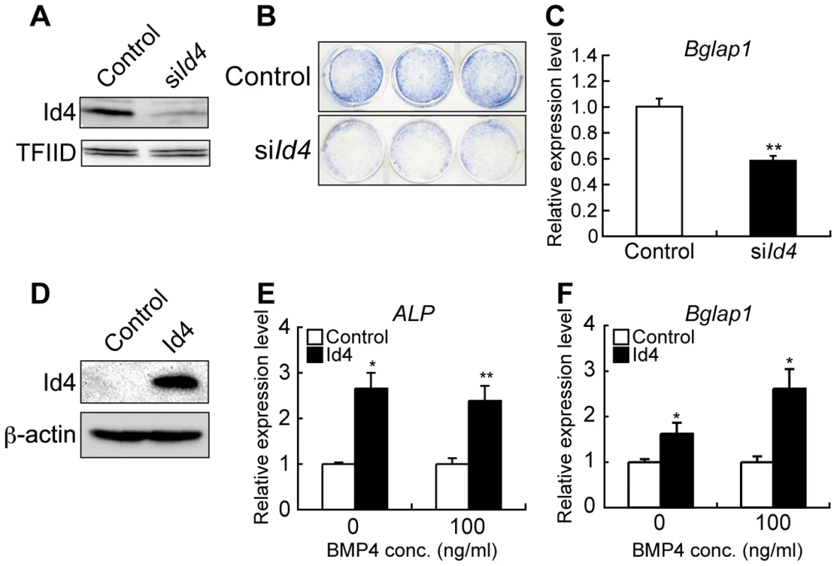 <i>Id4</i> promotes osteoblast differentiation in ST2 cells.