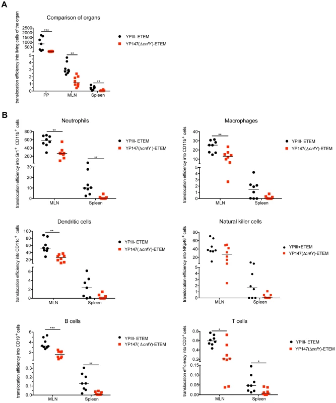 Absence of CNF<sub>Y</sub> reduces Yop delivery into neutrophils, macrophages and DCs in PPs, MLNs and spleen during infection.