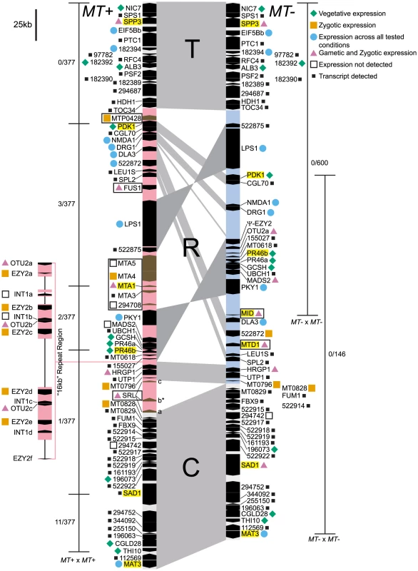 Diagram of the <i>Chlamydomonas reinhardtii</i> mating locus.