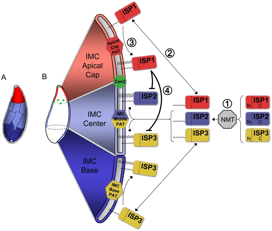 Model for ISP sorting within the parasite IMC.