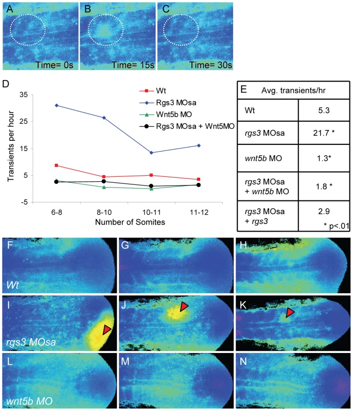 rgs3 impacts segmentation stage Ca<sup>2+</sup> dynamics.