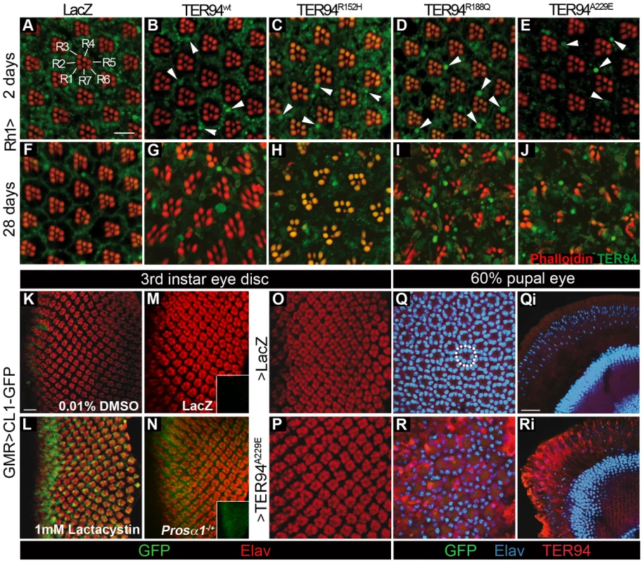 Formation of TER94-containing structures and UPS impairment can be dissociated from IBMPFD mutant-induced toxicity.
