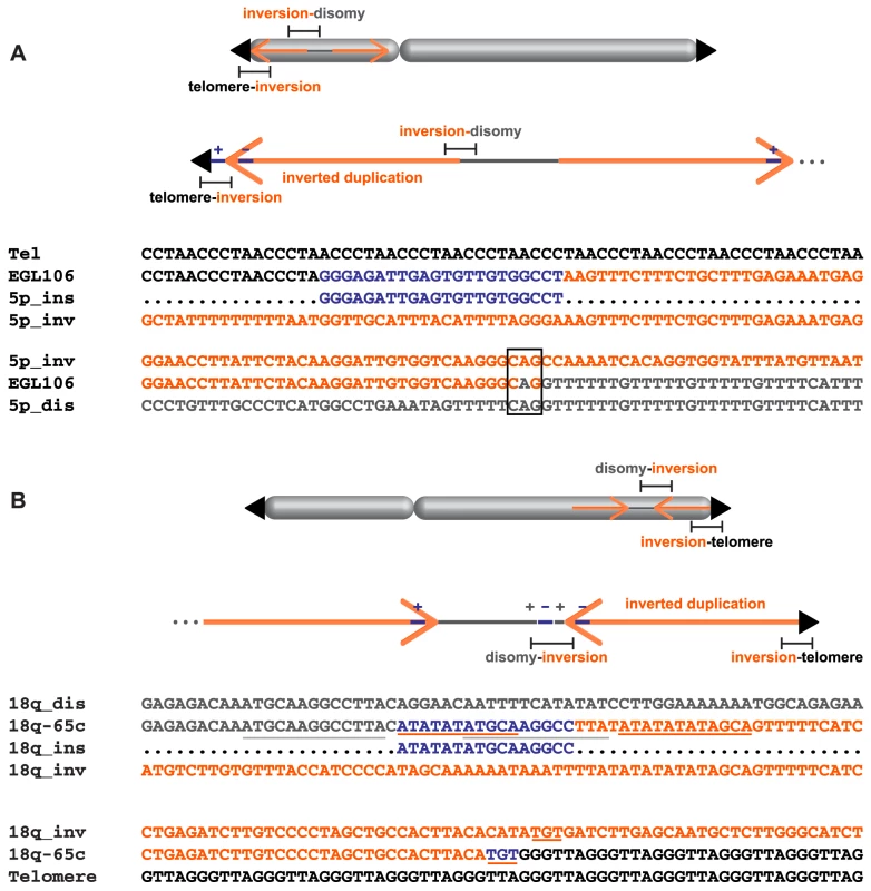 Complex junctions from EGL106 and 18q-65c.