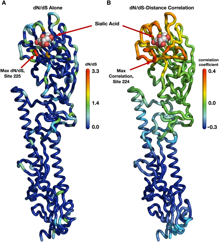 Evolutionary-rate variation along the hemagglutinin structure.