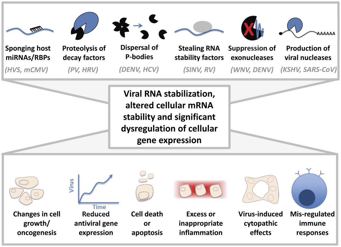 Cytoplasmic viruses may induce pathology by altering host mRNA decay pathways.