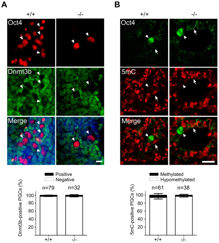 Normal DNA demethylation in Mad2l2 deficient PGCs.