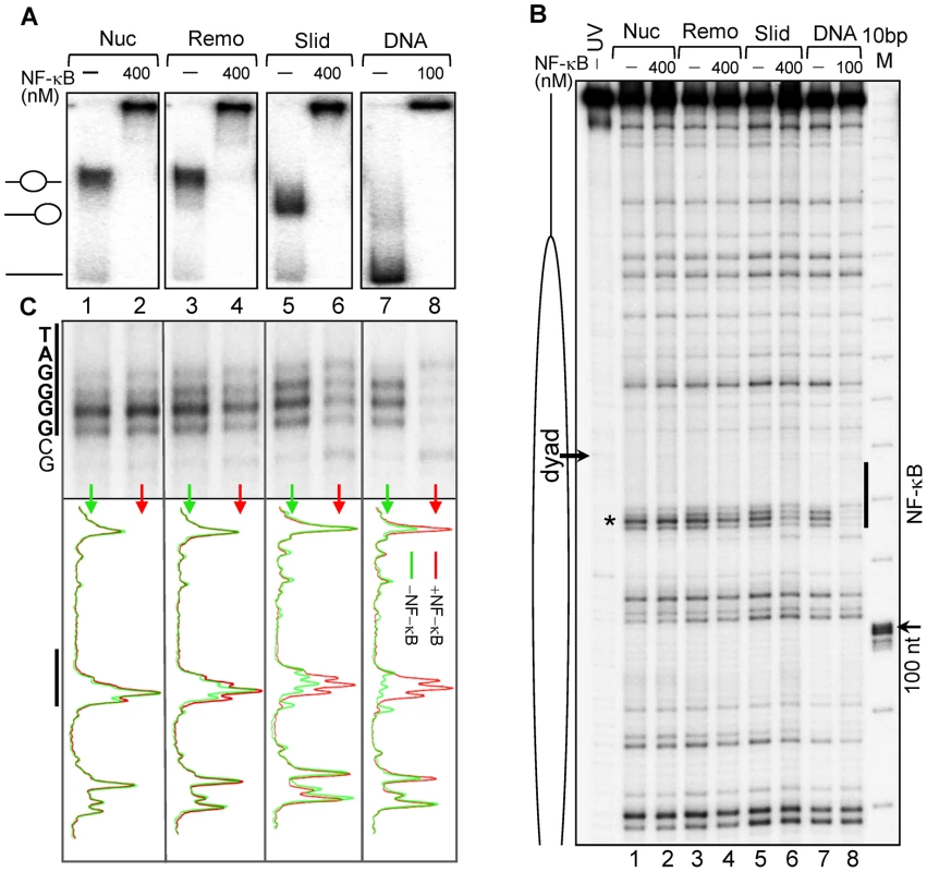 Binding of NF-κB to remodeled and slid nucleosomes.