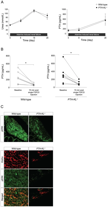 Responsiveness to renal failure and a single FGF23 injection.