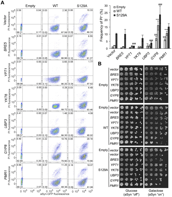 ER-to-Golgi trafficking genes are modifiers of S129A aSyn toxicity.