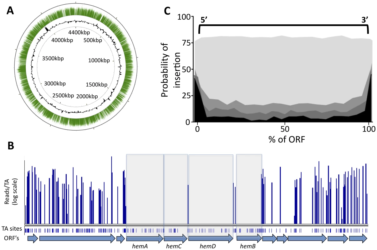 Transposon insertions are randomly distributed, and gaps in transposon coverage correspond to predicted essential ORFs.
