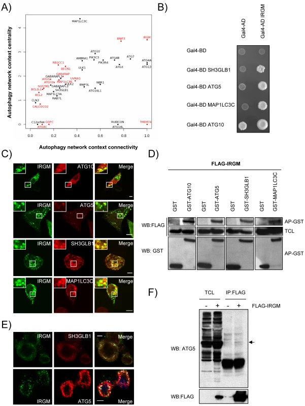 IRGM, a protein that is highly targeted by RNA viruses, co-localizes and interacts with several autophagy-associated proteins.