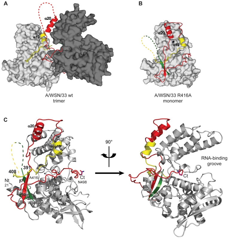 Structure of monomeric NP and comparison with the trimer structure.