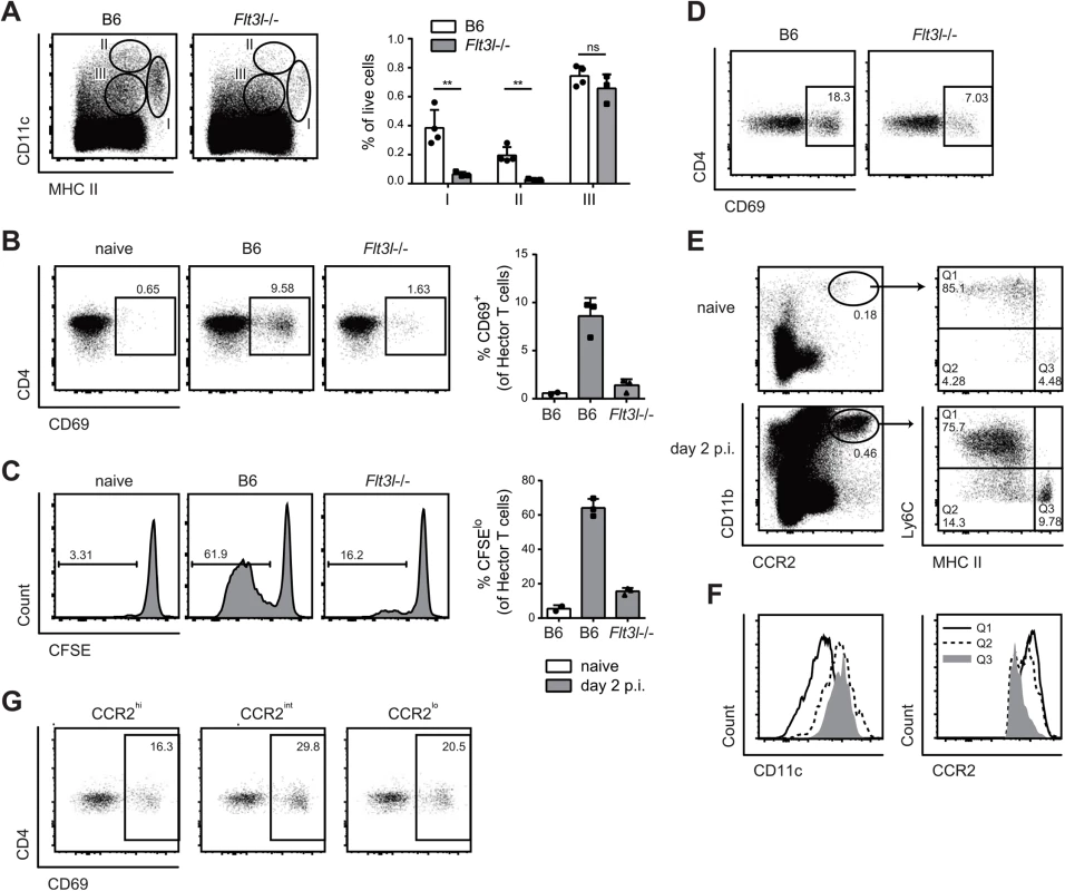 Flt3L-dependent migratory DCs and monocyte-derived DCs both present <i>C</i>. <i>albicans</i> derived antigen.
