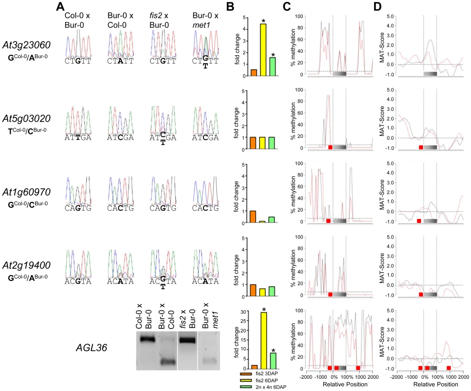 Impact of DNA Methylation and FIS PcG Function on the Regulation of Confirmed MEGs with Prominent Genic CG DNA Methylation.