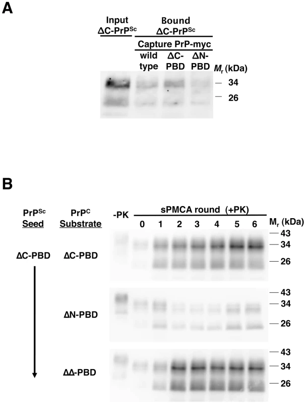 Interaction of ΔC-PBD PrP<sup>Sc</sup> with mutant PrP molecules.
