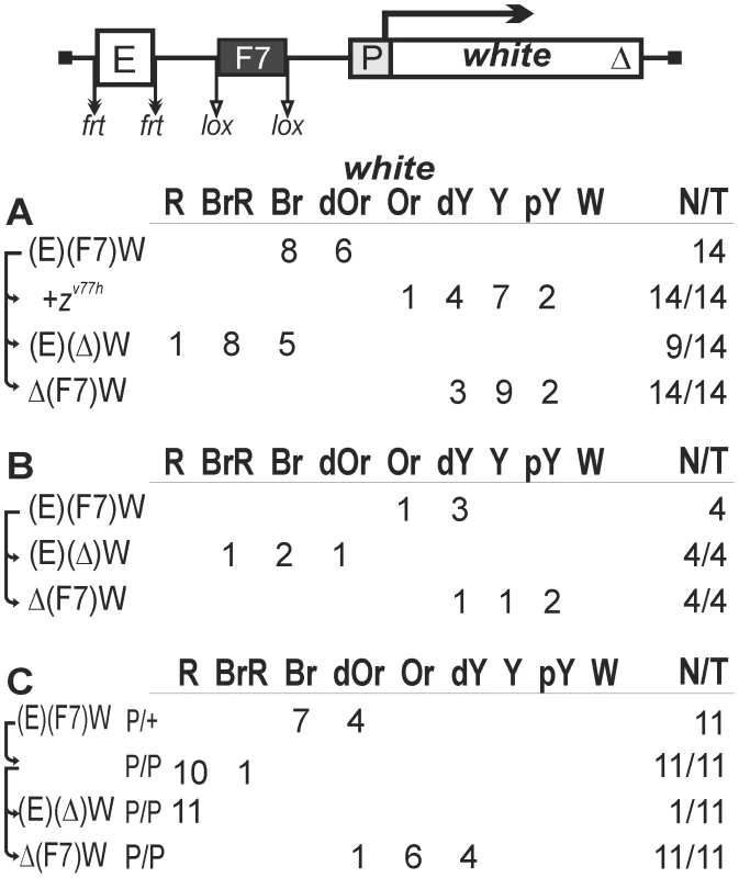The enhancer-blocking activity of the Fab-7 insulator in one copy.