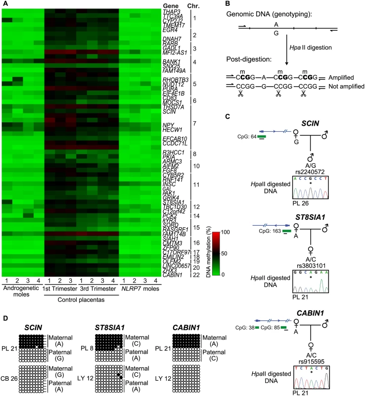 Identification of additional placenta-specific imprinted DMRs in RHM samples.