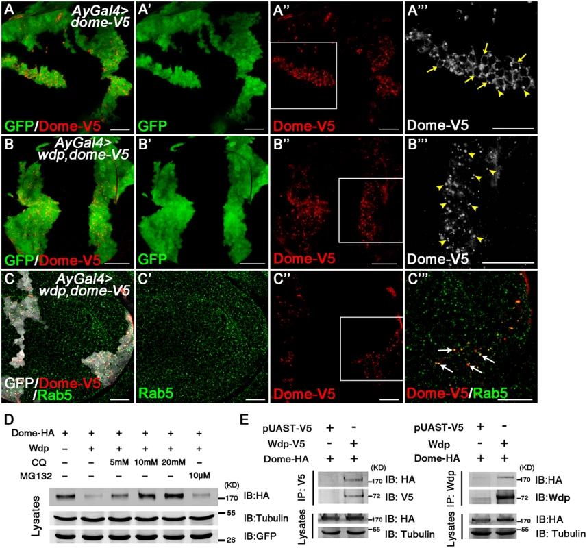 Wdp interacts with Dome to promote its internalization for lysosomal degradation.