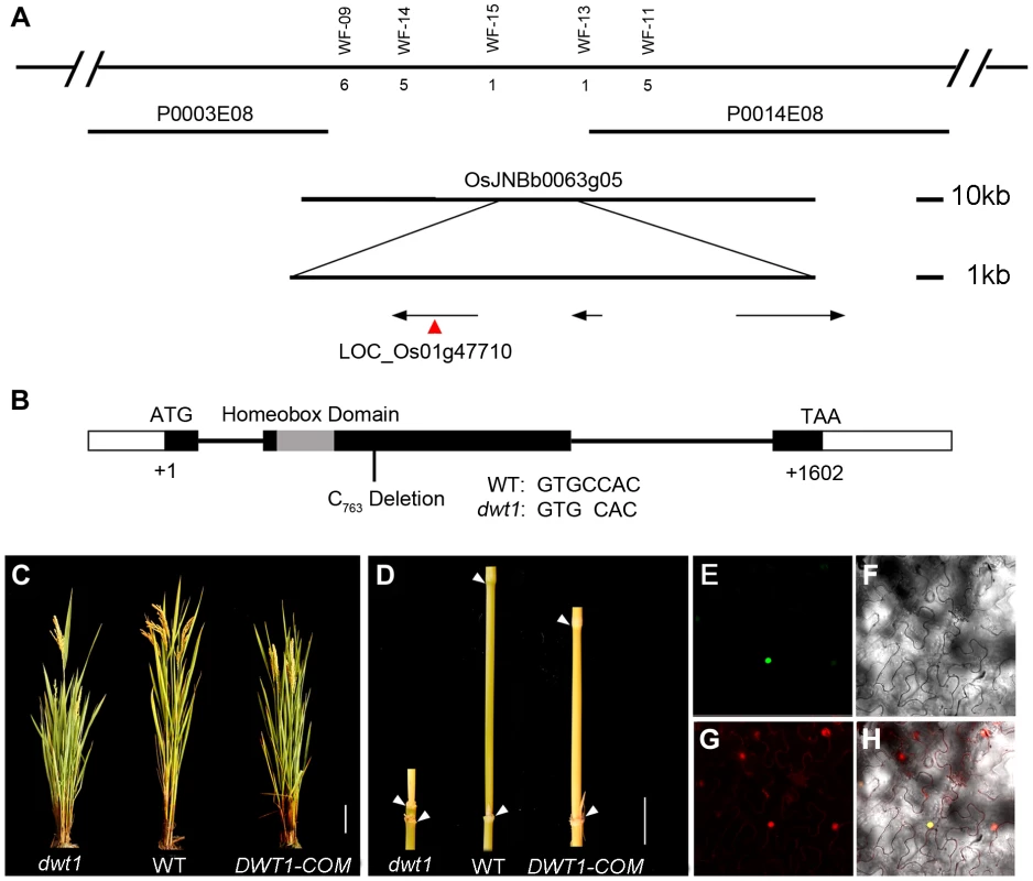 Molecular characterization of <i>DWT1</i>.