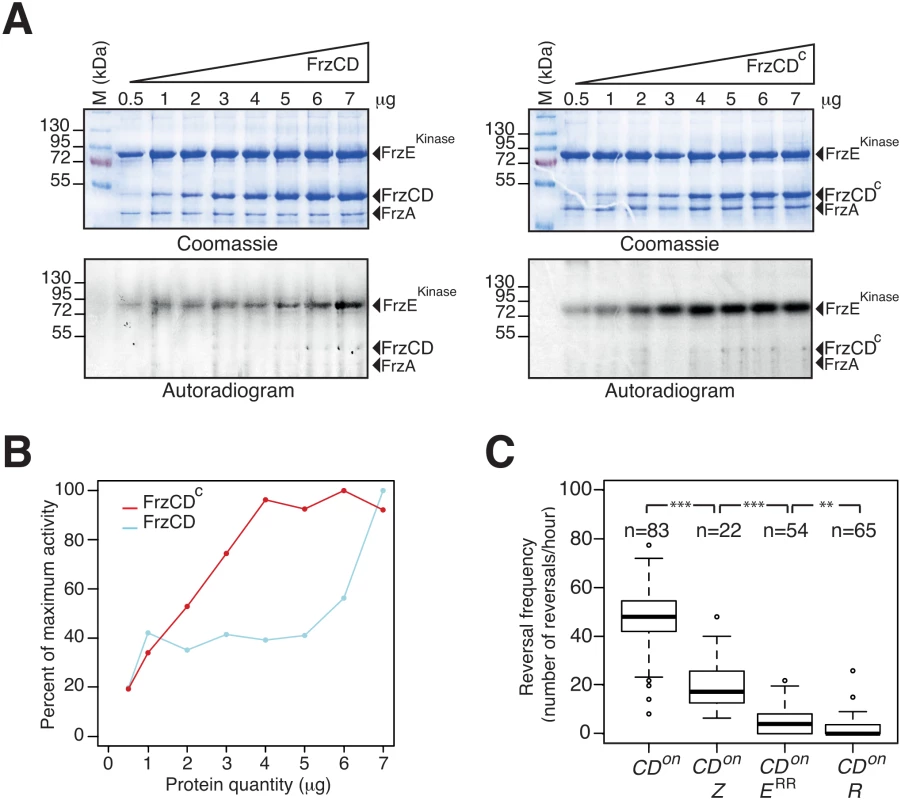 FrzZ is required for optimal transmission of Frz signals.