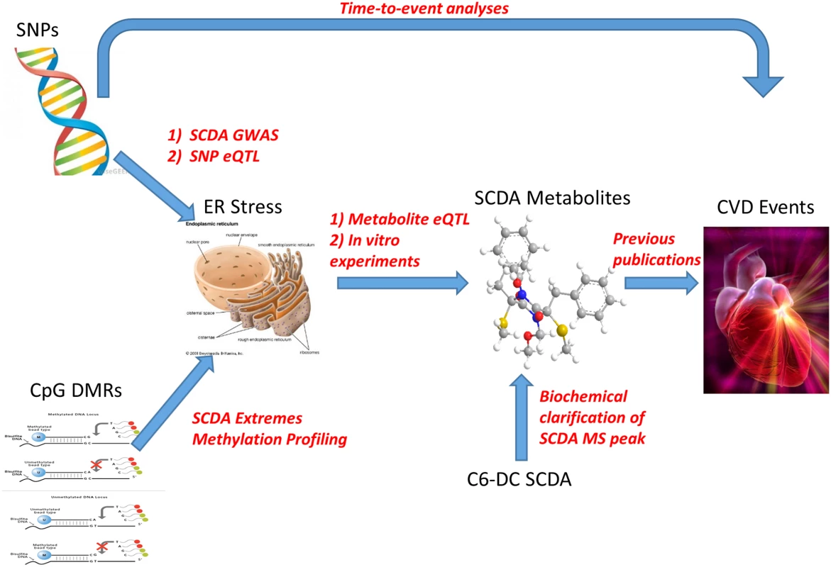 Representation of metabolomics, GWAS, eQTL, and methylation leading to convergence on ER stress as a pathway for CVD event pathogenesis.