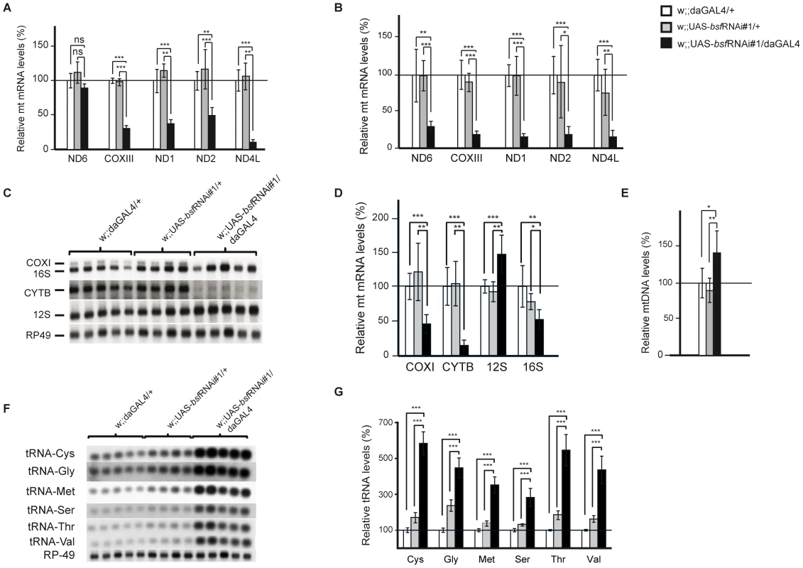 Steady-state levels of mtDNA and mitochondrial transcripts.