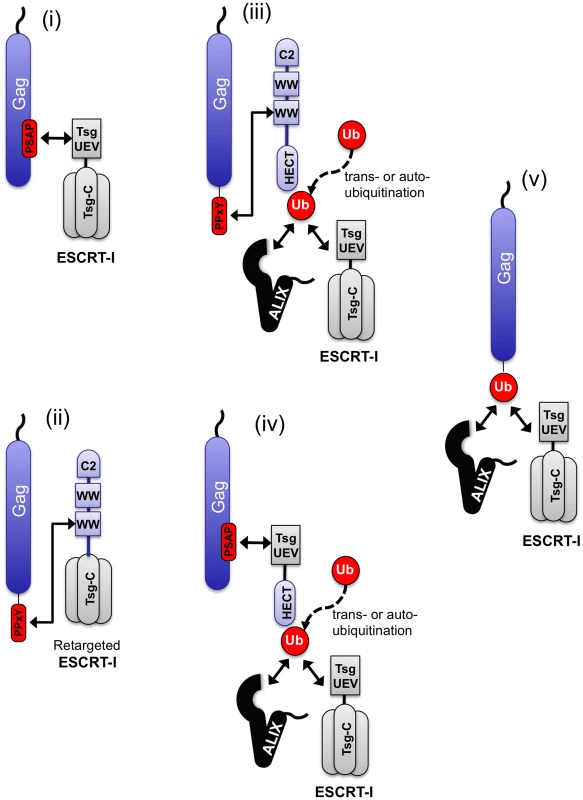 Diversity of pathways that can be used to engage the ESCRT machinery.