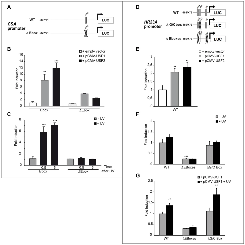 <i>In vitro</i> transcriptional regulation of human <i>CSA</i> and <i>HR23A</i> by USF.