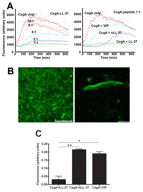 LL-37 inhibits CsgA polymerization.