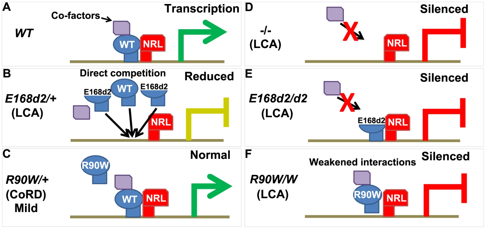 Models for CRX<sup>[E168d2]</sup> and CRX<sup>[R90W]</sup> mechanisms of pathogenesis in <i>K-IN</i> mice.