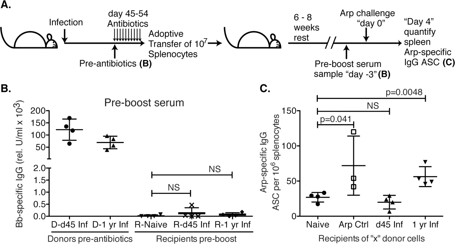 Lack of B cell memory induction after <i>Bb</i> infection.
