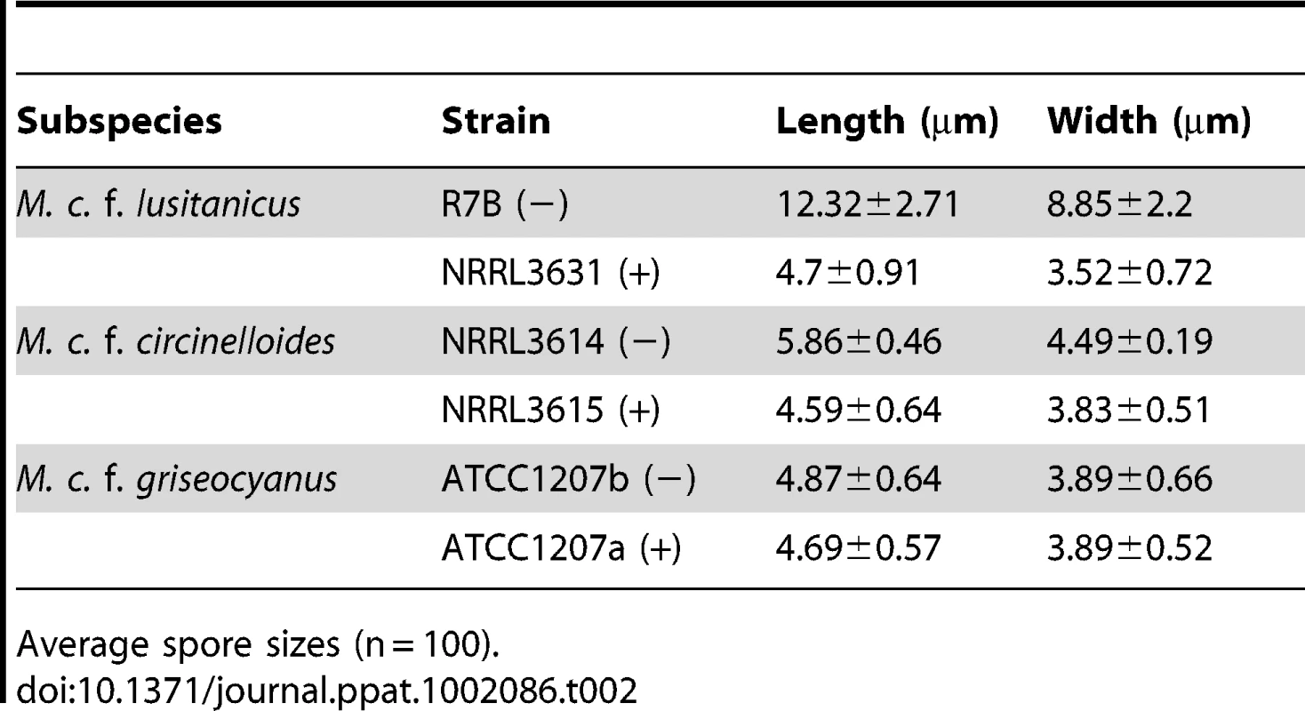 <i>M. circinelloides</i> f. <i>lusitanicus</i> (−) isolates produce larger spores than (+) isolates and other subspecies.