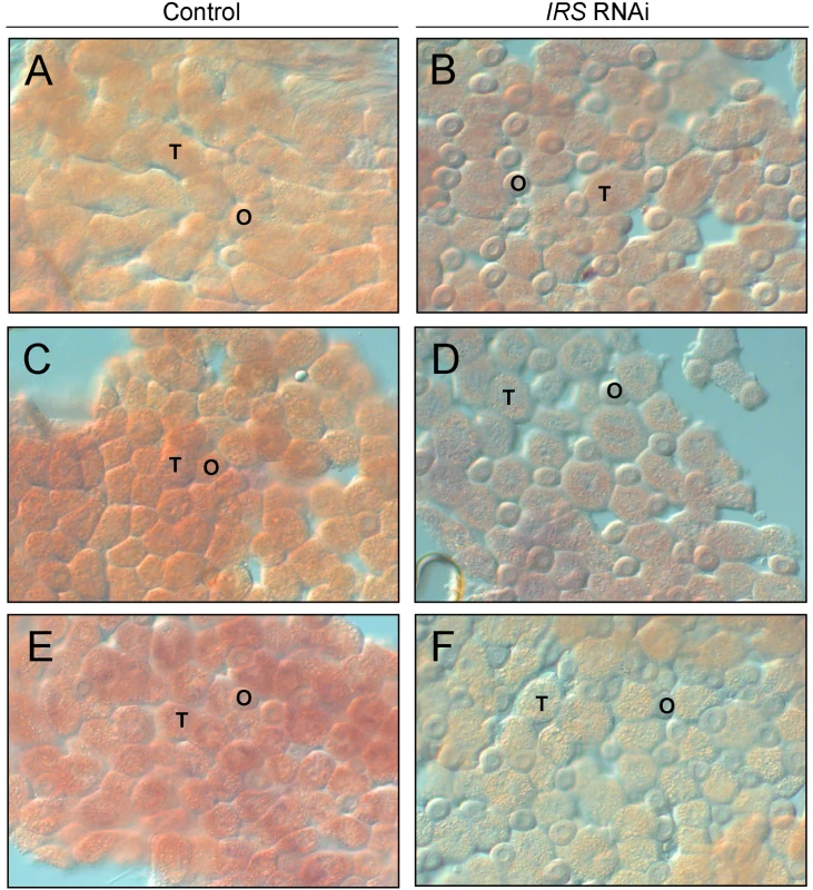 Verification of <i>IRS</i> RNAi in peripheral fat body by whole-mount <i>in situ</i> hybridization.