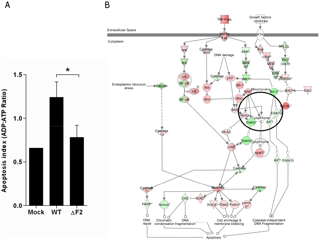 Apoptotic index of leukocytes present in the BAL fluids of IAV-infected mice.