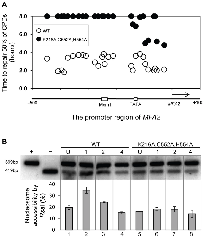 Repair of CPDs at the <i>MFA2</i> promoter.