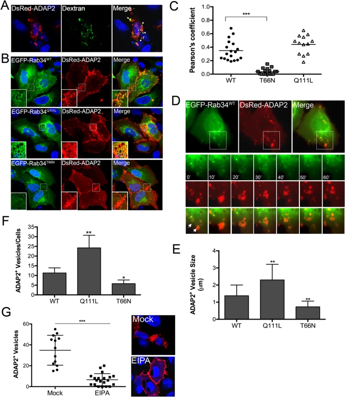 ADAP2 induces macropinocytosis and associates with macropinosomes.