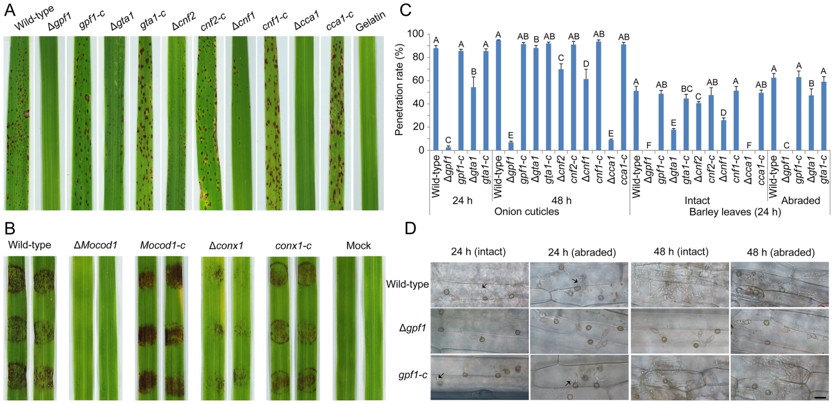 Pathogenicity assay of the <i>M. oryzae</i> strains.