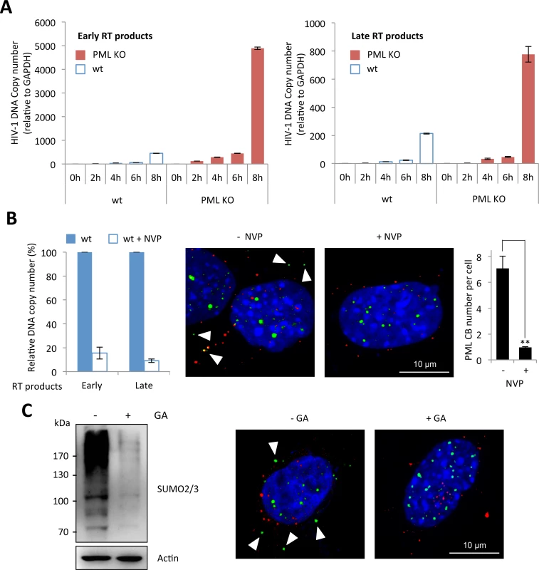 Reverse-transcription is the step affected by PML expression and the required event triggering PML CB formation.