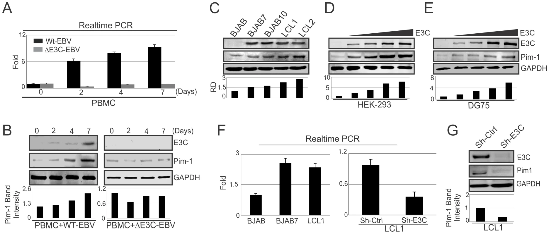 Upregulation of Pim-1 expression by EBNA3C.
