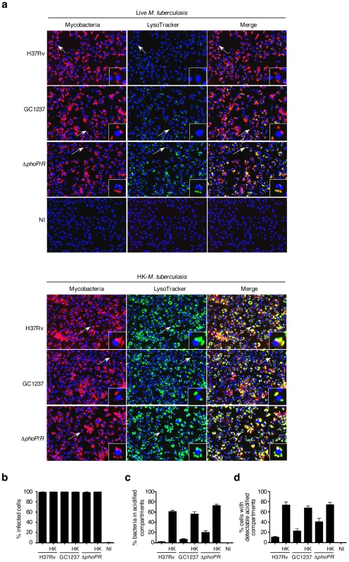 Quantification of <i>M. tuberculosis</i> intracellular trafficking into acidified compartments by automated confocal imaging.
