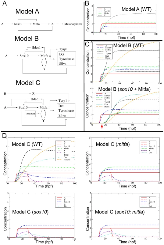 Mathematical modelling and development of the melanocyte GRN.