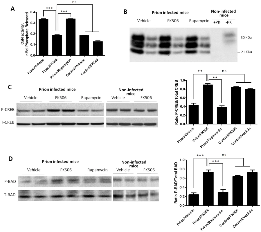 Effect of FK506 treatment on PrP<sup>Sc</sup> formation, CaN activity and downstream targets.