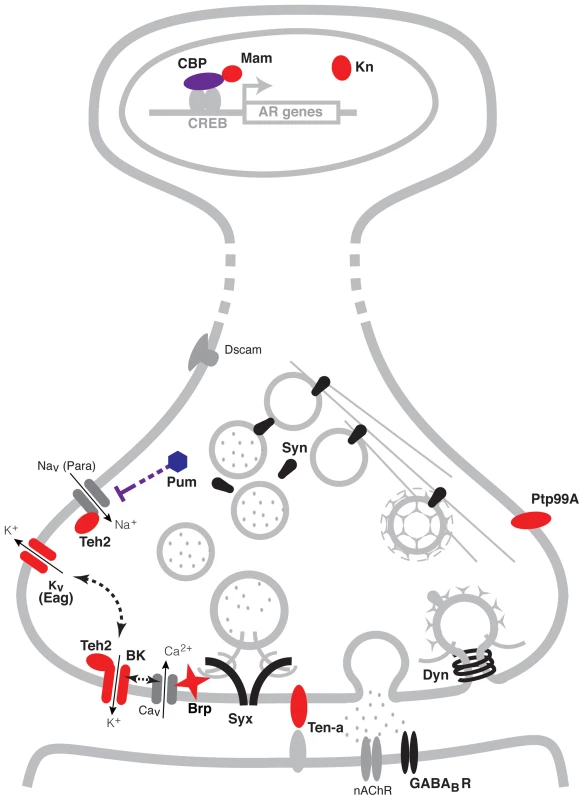 A pre-synaptic network model of alcohol tolerance.