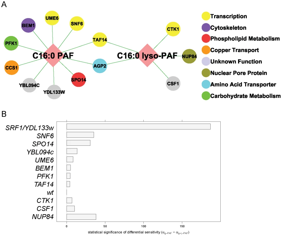 C16:0 PAF and C16:0 <i>lyso-</i>PAF chemical genetic screen.