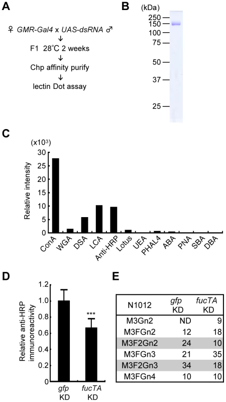 Screening strategy and validation of the primary screen for genes whose knockdown impairs glycosylation.