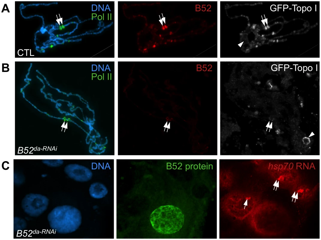 B52 depletion impairs Topo I recruitment at the <i>HS</i> gene transcription sites and <i>hsp70</i> mRNA release.